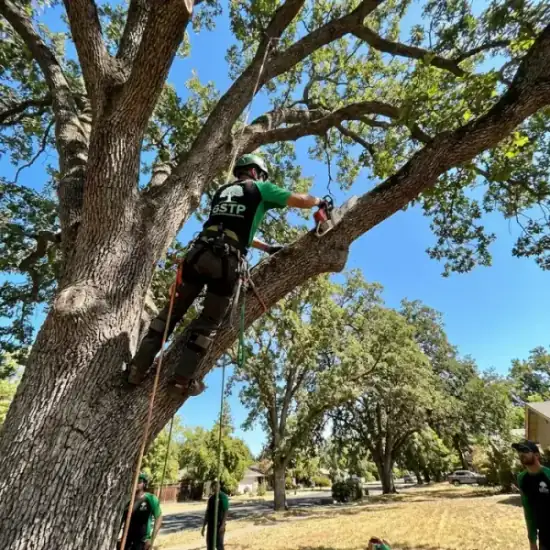 Certified arborist climbing a Philadelphia oak tree with chainsaw