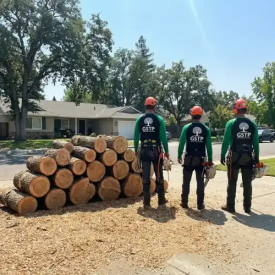Freshly cut oak logs from a Philadelphia tree removal