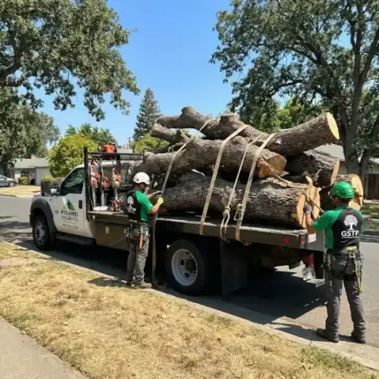 Tree service truck loaded with branches after a Philadelphia job